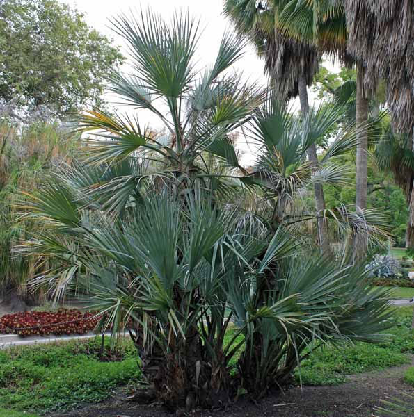 Мазари палма - Mazari palm (Nannorrhops ritchiana)